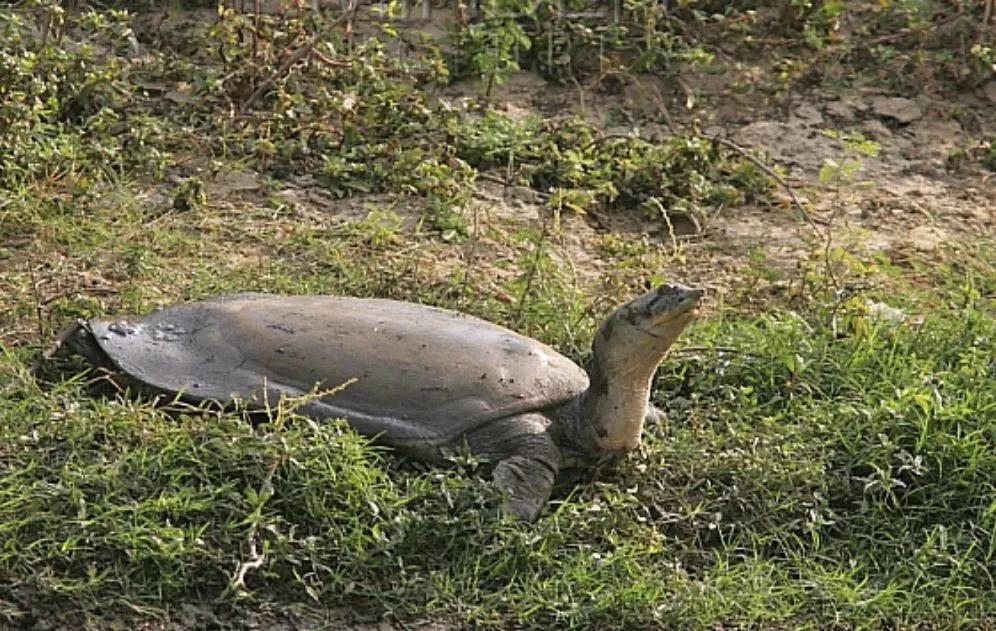 我滴个龟龟,我滴龟龟什么意思