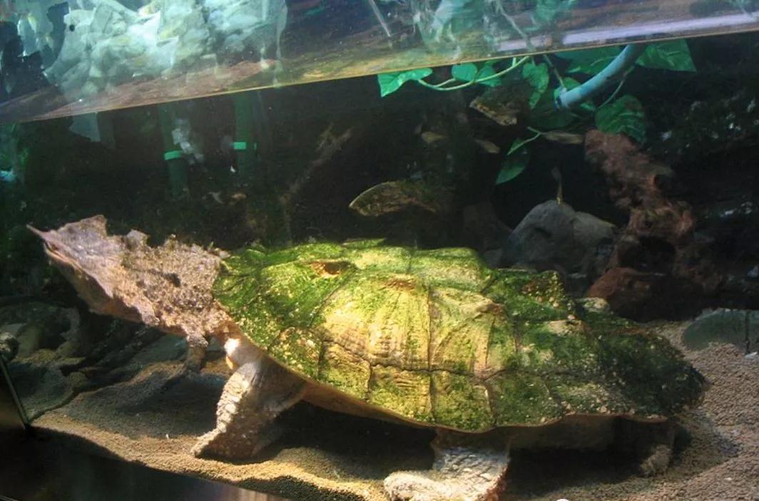 我滴个龟龟,我滴龟龟什么意思