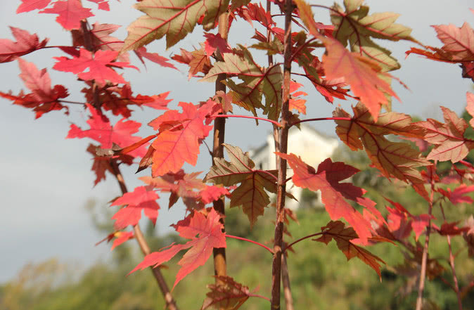 领导对你很防备,领导对你有这三个预兆
