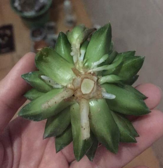 多肉玉露把主根剪了怎么办,多肉蓝镜玉露烂根