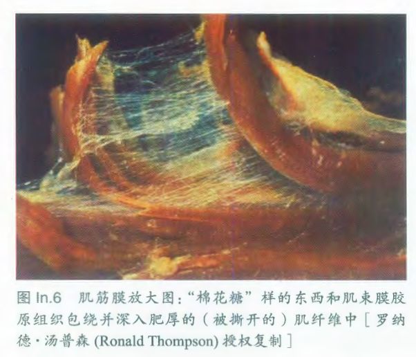 小腿又粗又软,小腿一粗一细解决方案