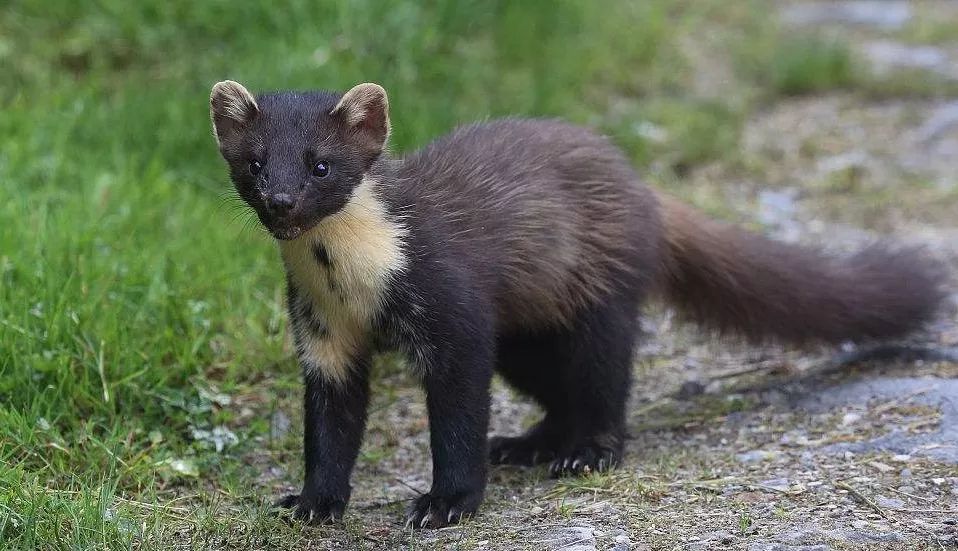 松貂金黄色,松貂潮款