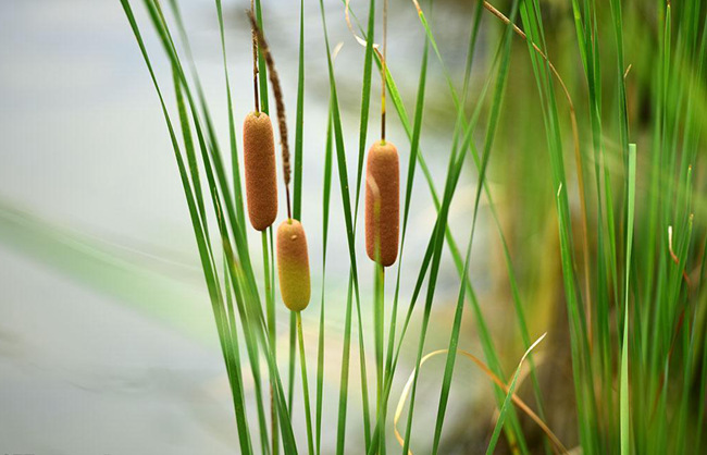 失传的老手艺,失传的手艺蓑衣