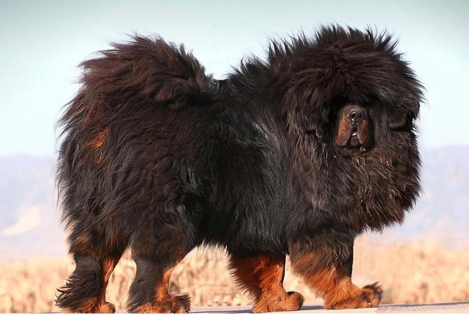 真正藏獒和狮子打架,狮子大战藏獒谁能赢