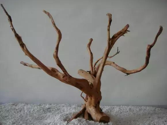 杜鹃根的采集和处理方法-水草缸造景