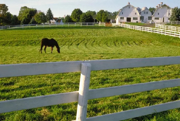 马的训练和养护,怎么让马到成熟期