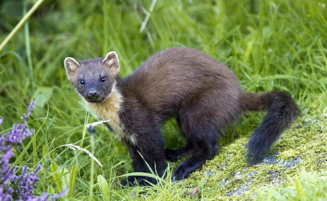 松貂金黄色,松貂潮款