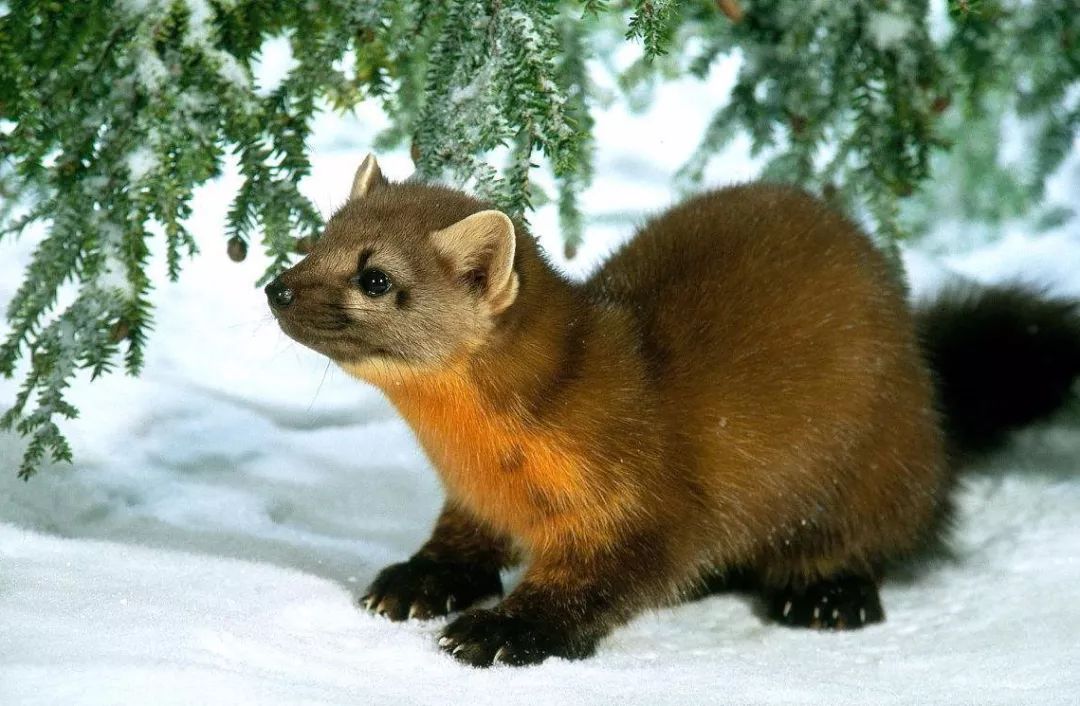 松貂金黄色,松貂潮款