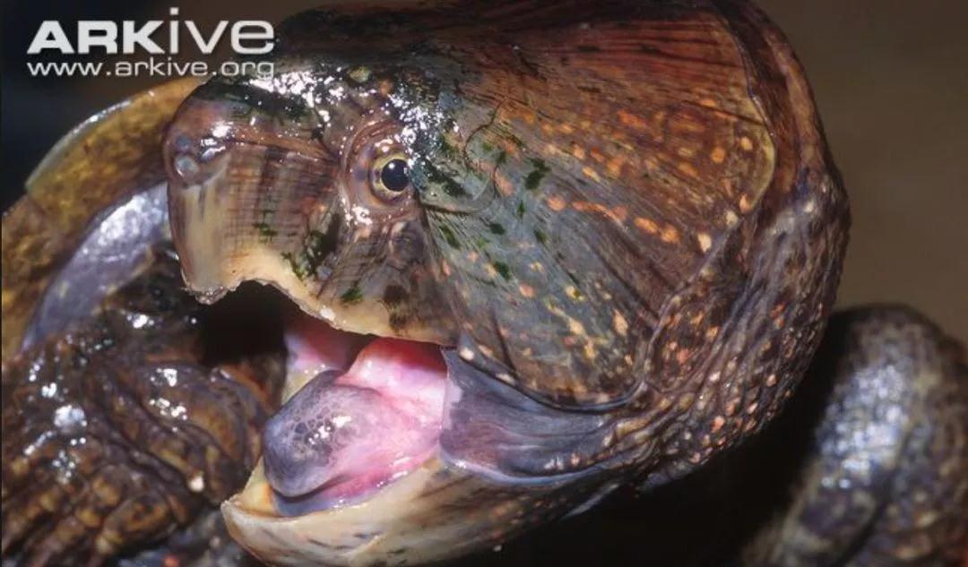 我滴个龟龟,我滴龟龟什么意思