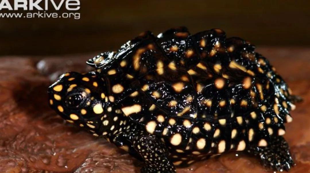 我滴个龟龟,我滴龟龟什么意思