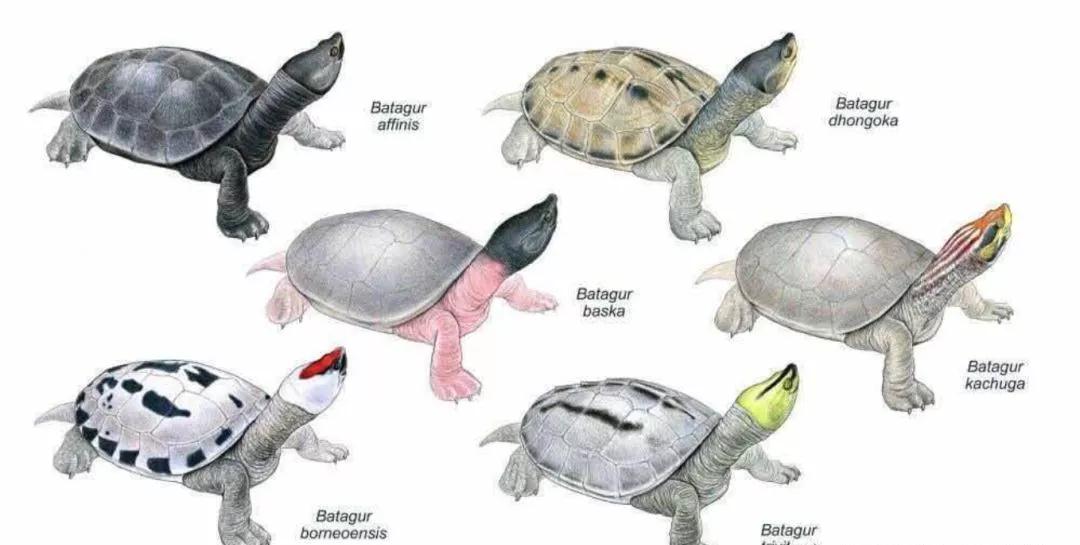 我滴个龟龟,我滴龟龟什么意思