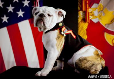 正宗的英国斗牛犬,人类的好朋友除了青蛙还有什么