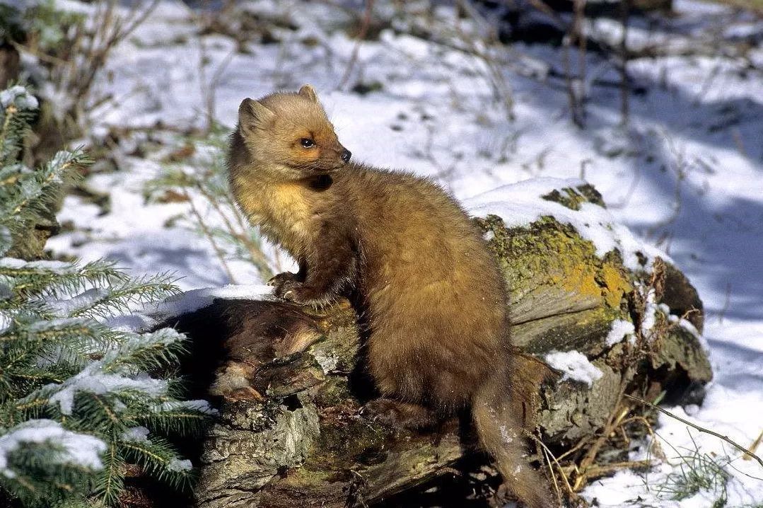 松貂金黄色,松貂潮款