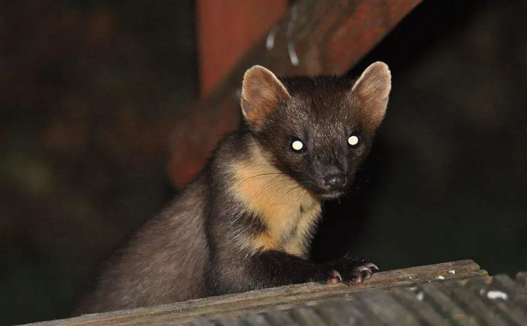 松貂金黄色,松貂潮款