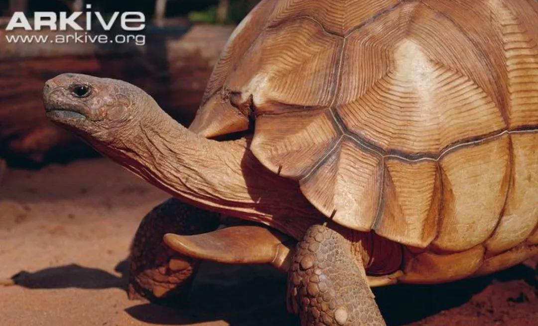 我滴个龟龟,我滴龟龟什么意思