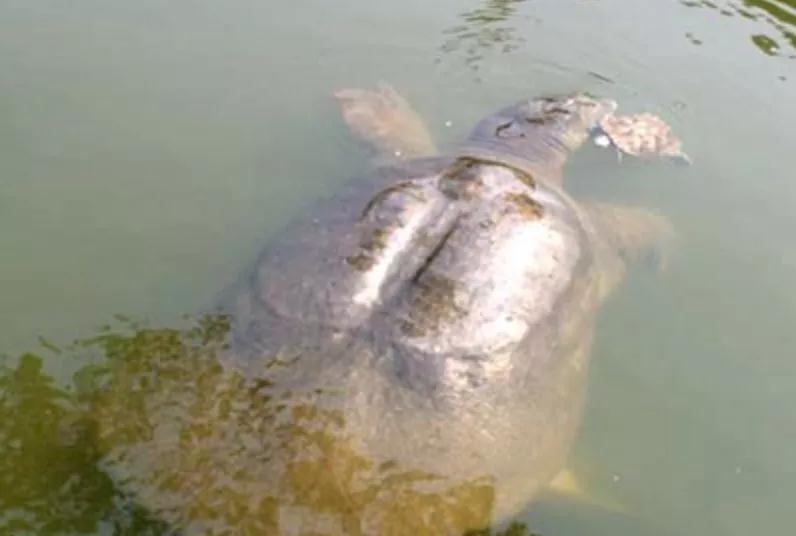 我滴个龟龟,我滴龟龟什么意思