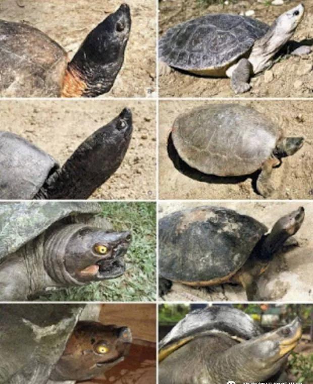 我滴个龟龟,我滴龟龟什么意思