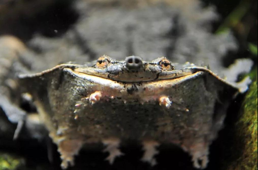 我滴个龟龟,我滴龟龟什么意思