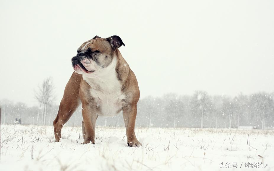 正宗的英国斗牛犬,人类的好朋友除了青蛙还有什么