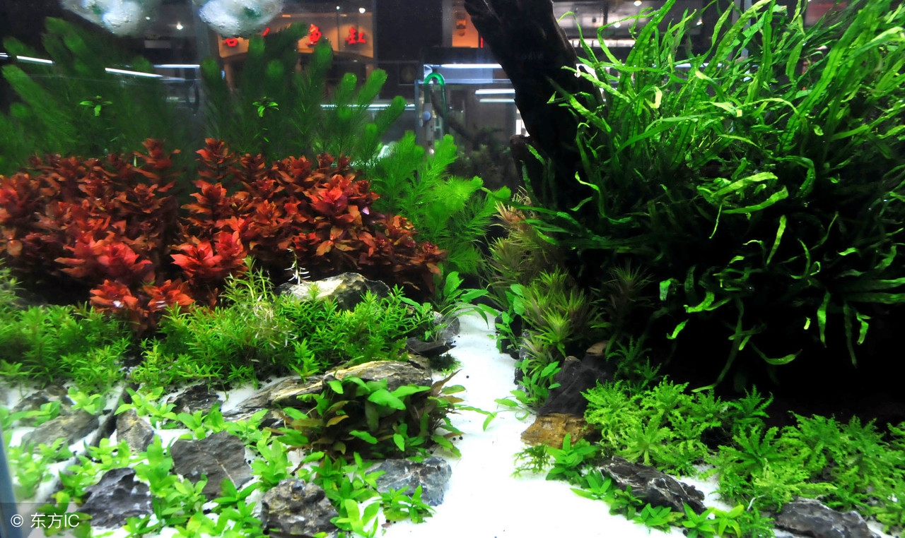 1.2米鱼缸水总是混,鱼缸水突然变浑怎么回事