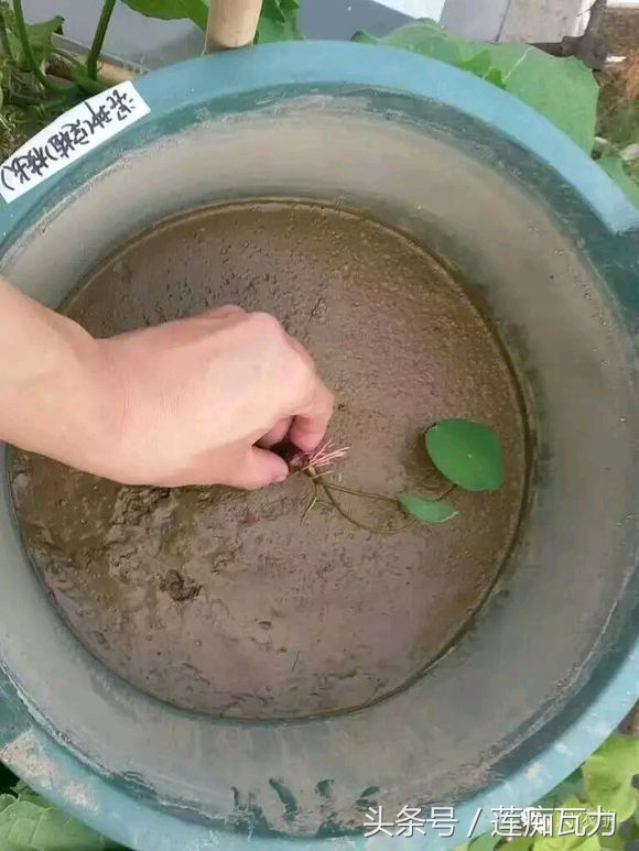 碗莲的种植方法水培碗莲,碗莲种子种植方法和关注事项图片