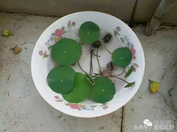 碗莲的种植方法水培碗莲,碗莲种子种植方法和关注事项图片