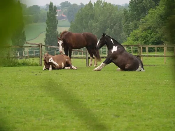 马的训练和养护,怎么让马到成熟期