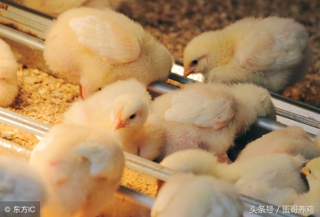 如何提高雏鸡育雏成活率,去年养的小鸡到现在不下蛋咋回事