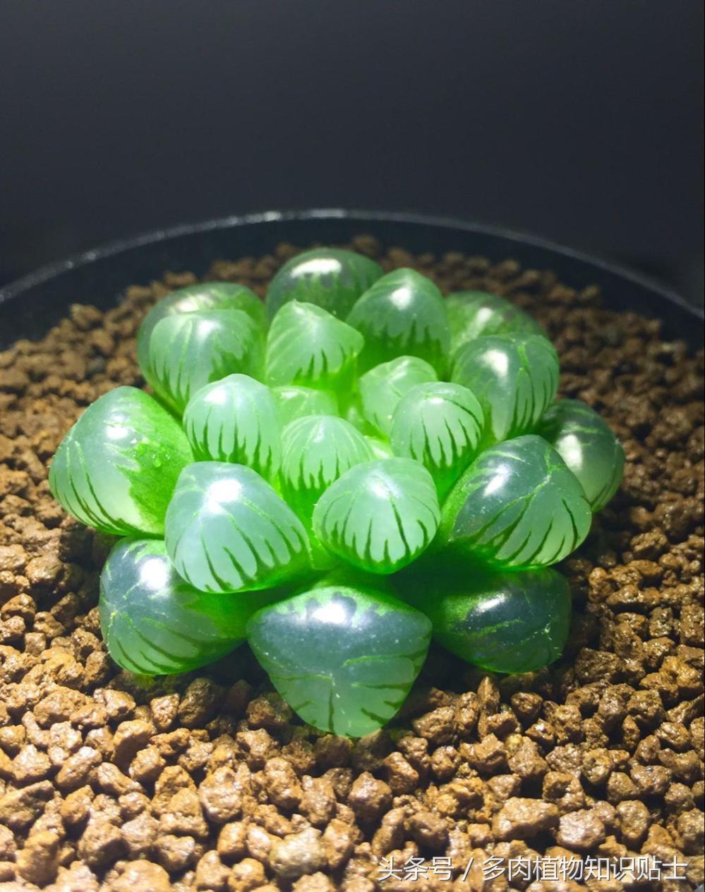 多肉十二卷组培教学,多肉组培十二卷值得买吗