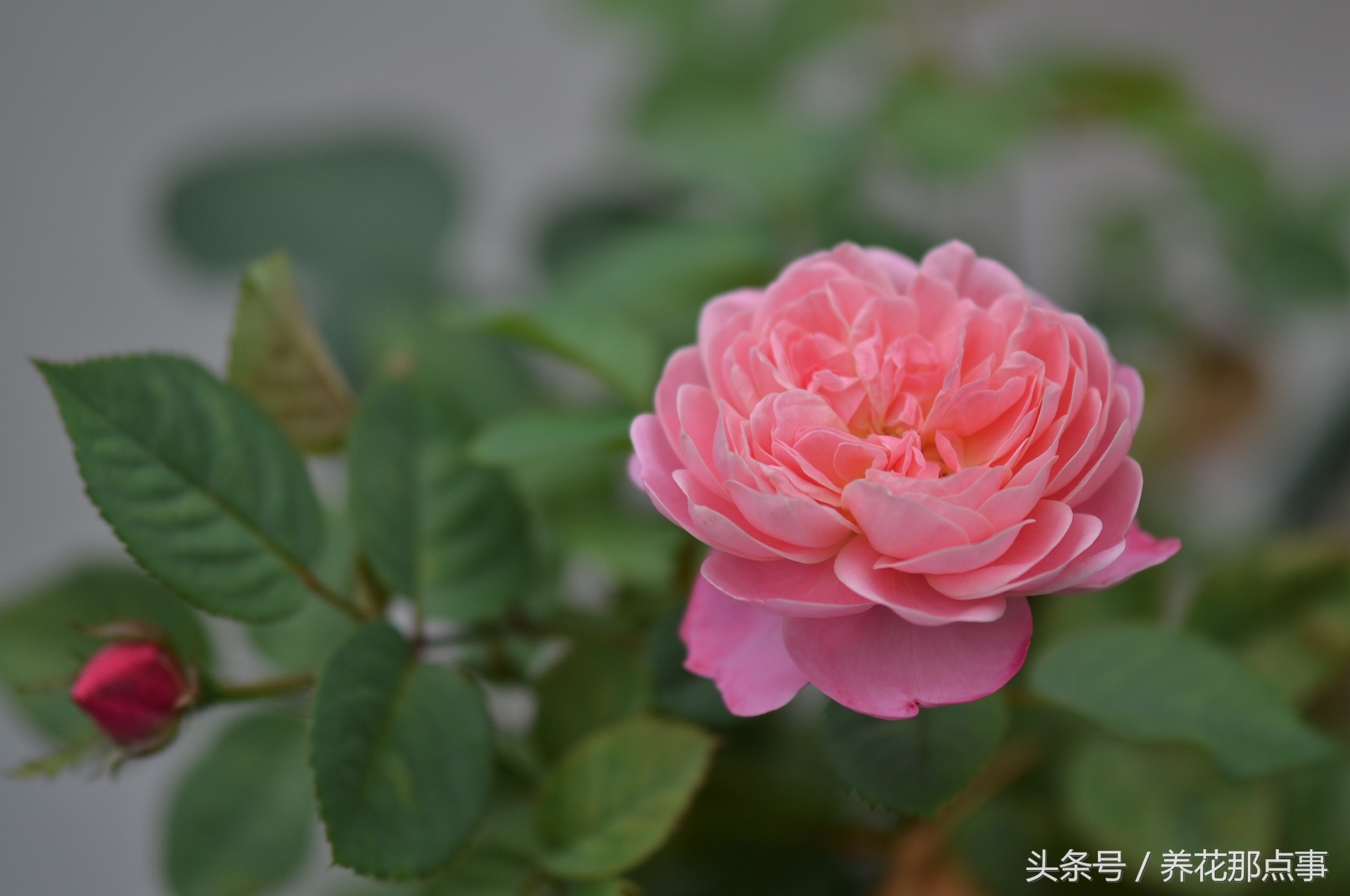 养月季必须知道的6个常识,月季怎么养才能爆盆和爬满墙