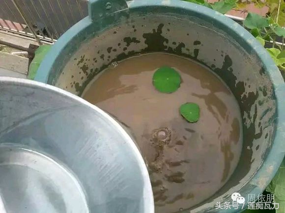 碗莲的种植方法水培碗莲,碗莲种子种植方法和关注事项图片