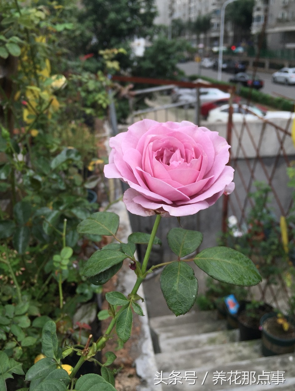 养月季必须知道的6个常识,月季怎么养才能爆盆和爬满墙