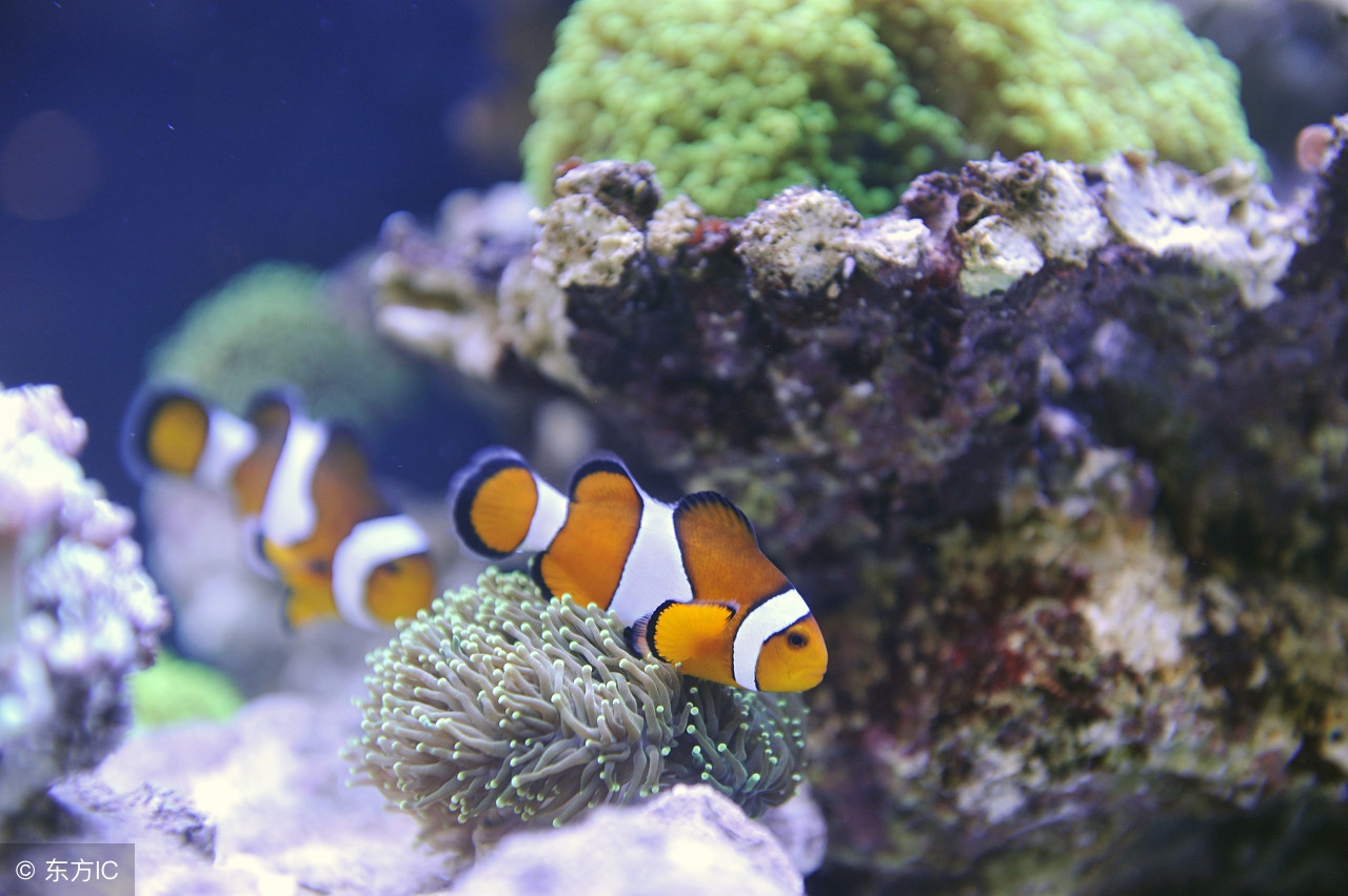 1.2米鱼缸水总是混,鱼缸水突然变浑怎么回事