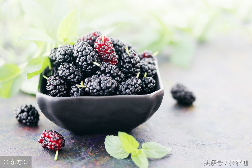 桑树怎么养护桑果才好吃,一般桑树采完桑葚怎么处理