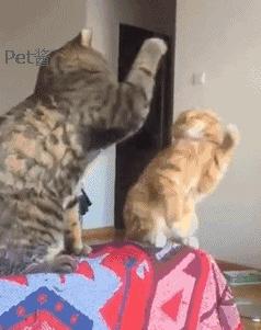 小橘猫总被奶牛猫欺负咋办,小橘猫被猴子欺负