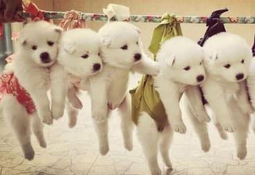 狗狗怀孕了怎么办？这些护理方法你知道吗？