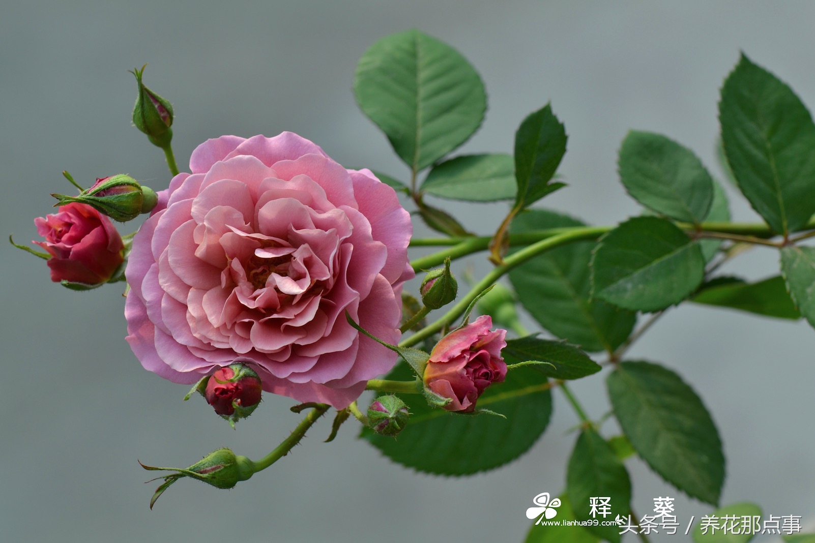 养月季必须知道的6个常识,月季怎么养才能爆盆和爬满墙