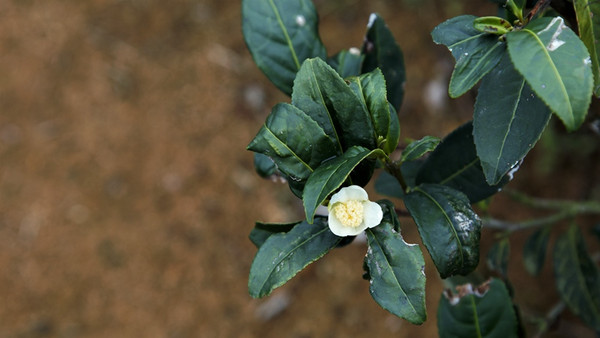 铁观音大师刘金龙,安溪铁观音大师刘金龙个人简介