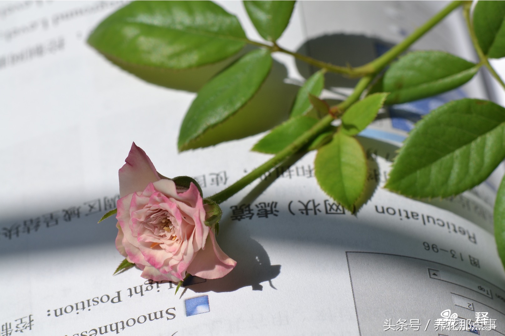 养月季必须知道的6个常识,月季怎么养才能爆盆和爬满墙