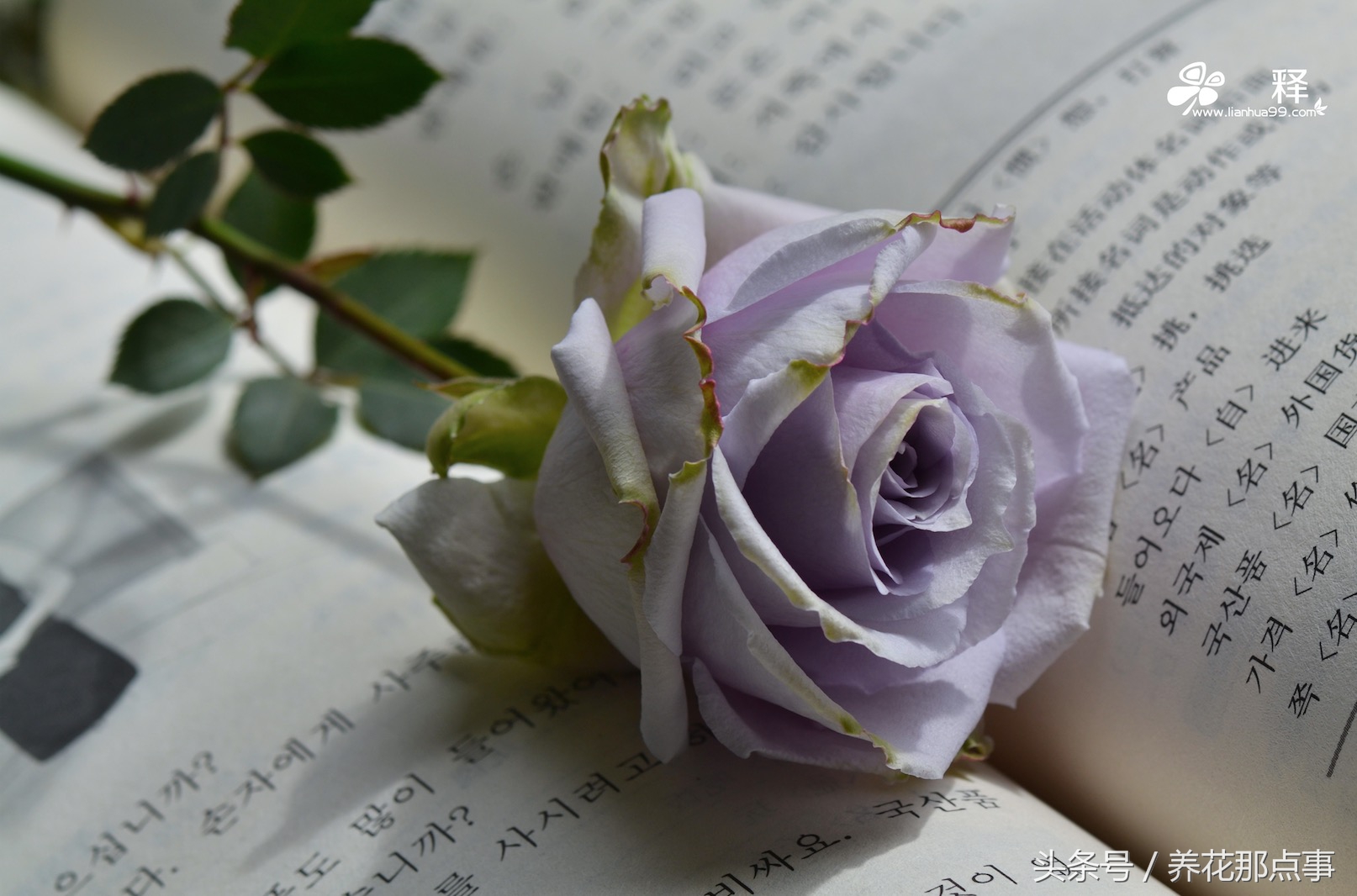 养月季必须知道的6个常识,月季怎么养才能爆盆和爬满墙