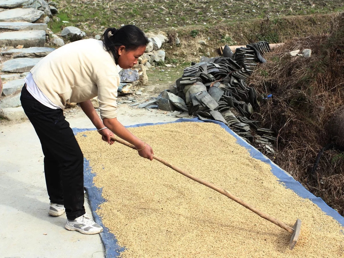 老司机快上车方法,老司机是如何收割水稻的