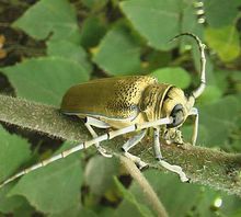 天牛是常见的什么害虫,天牛都是害虫么