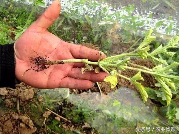 西瓜苗沤根怎么办,西瓜根空心什么原因