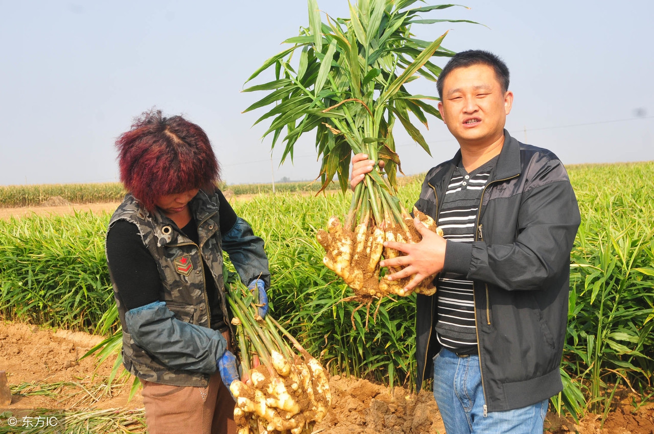 种姜遇到病害怎么办,大姜枯萎是什么原因