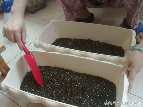 怎么给花土消毒除虫,种花前如何对花土消毒