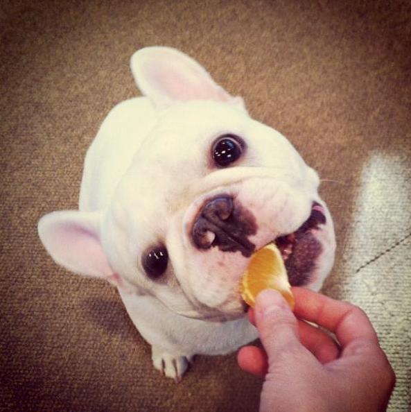 牛牛很挑食,牛牛爱挑食怎么弄