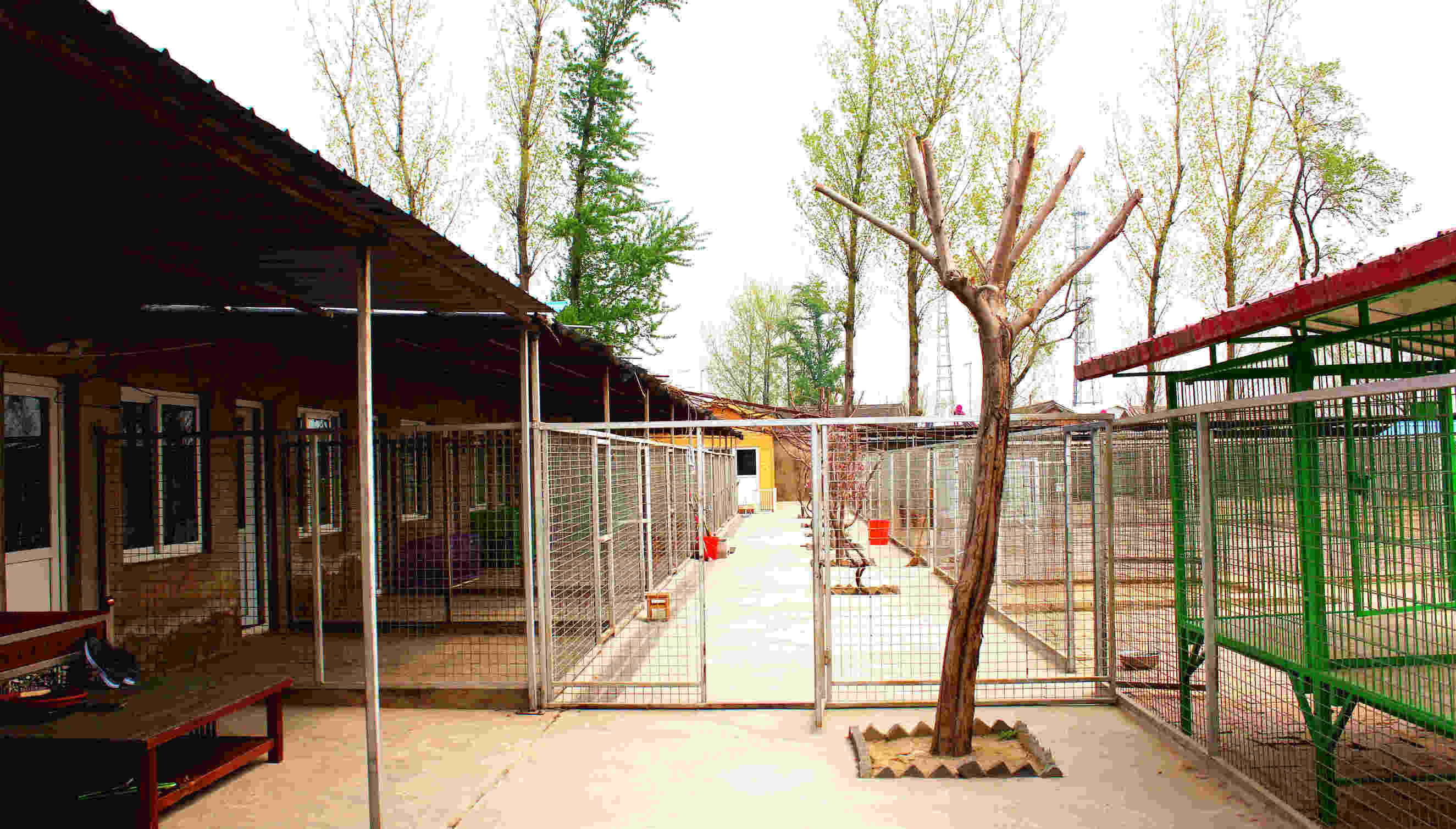 牛牛很挑食,牛牛爱挑食怎么弄