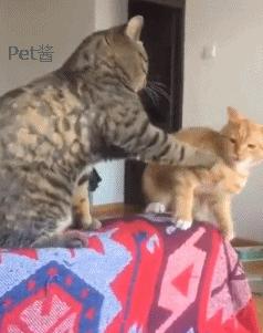 小橘猫总被奶牛猫欺负咋办,小橘猫被猴子欺负