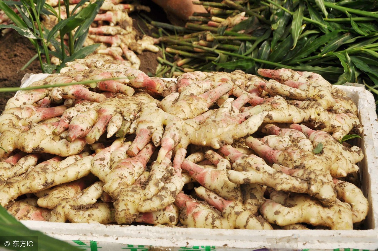 种姜遇到病害怎么办,大姜枯萎是什么原因