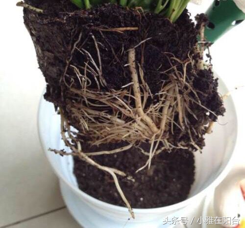 怎么给花土消毒除虫,种花前如何对花土消毒